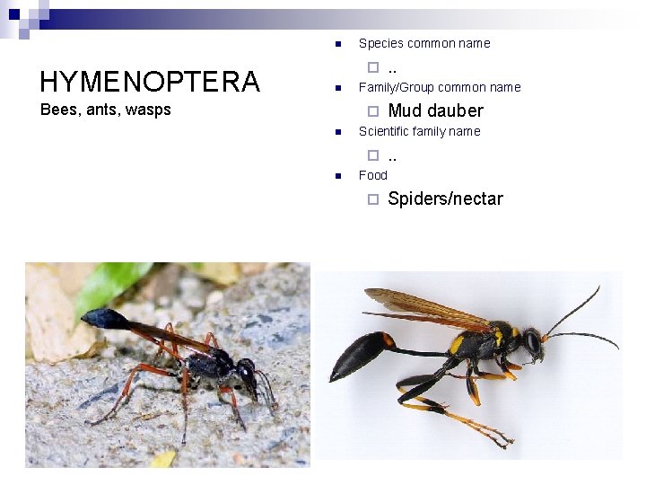 n HYMENOPTERA Species common name ¨ n Bees, ants, wasps Family/Group common name ¨