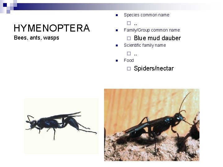 n HYMENOPTERA Species common name ¨ n Bees, ants, wasps Family/Group common name ¨