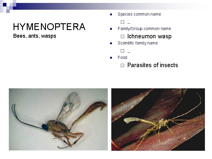n HYMENOPTERA Species common name ¨ n Bees, ants, wasps Family/Group common name ¨
