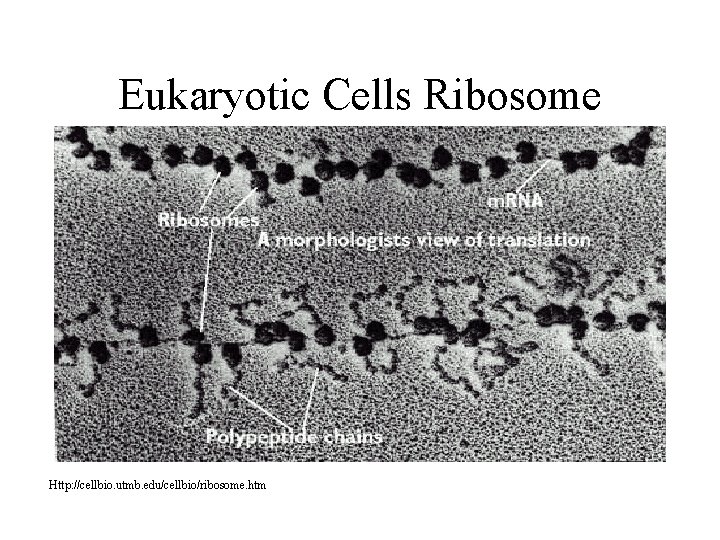 Eukaryotic Cells Ribosome Http: //cellbio. utmb. edu/cellbio/ribosome. htm Eukaryotic Cells Ribosome Http: //cellbio. utmb. edu/cellbio/ribosome. htm