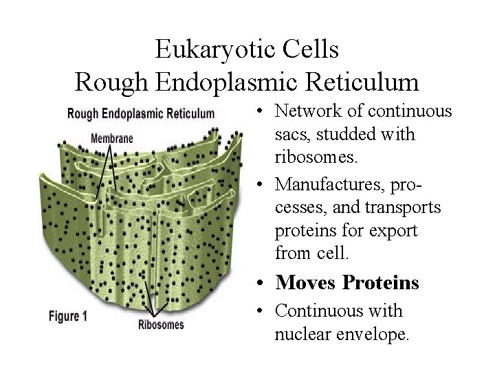 Eukaryotic Cells Rough Endoplasmic Reticulum • Network of continuous sacs, studded with ribosomes. • Eukaryotic Cells Rough Endoplasmic Reticulum • Network of continuous sacs, studded with ribosomes. •