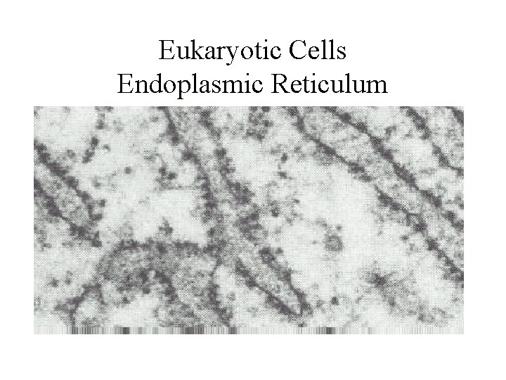 Eukaryotic Cells Endoplasmic Reticulum Eukaryotic Cells Endoplasmic Reticulum