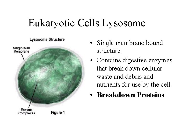 Eukaryotic Cells Lysosome • Single membrane bound structure. • Contains digestive enzymes that break Eukaryotic Cells Lysosome • Single membrane bound structure. • Contains digestive enzymes that break