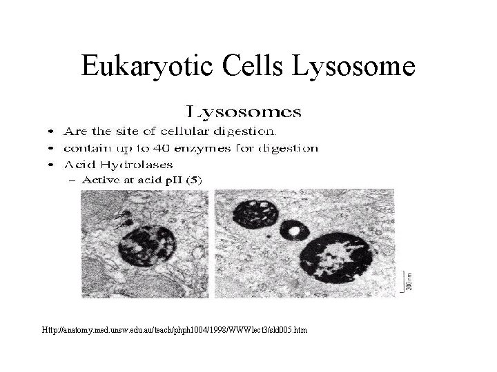 Eukaryotic Cells Lysosome Http: //anatomy. med. unsw. edu. au/teach/phph 1004/1998/WWWlect 3/sld 005. htm Eukaryotic Cells Lysosome Http: //anatomy. med. unsw. edu. au/teach/phph 1004/1998/WWWlect 3/sld 005. htm