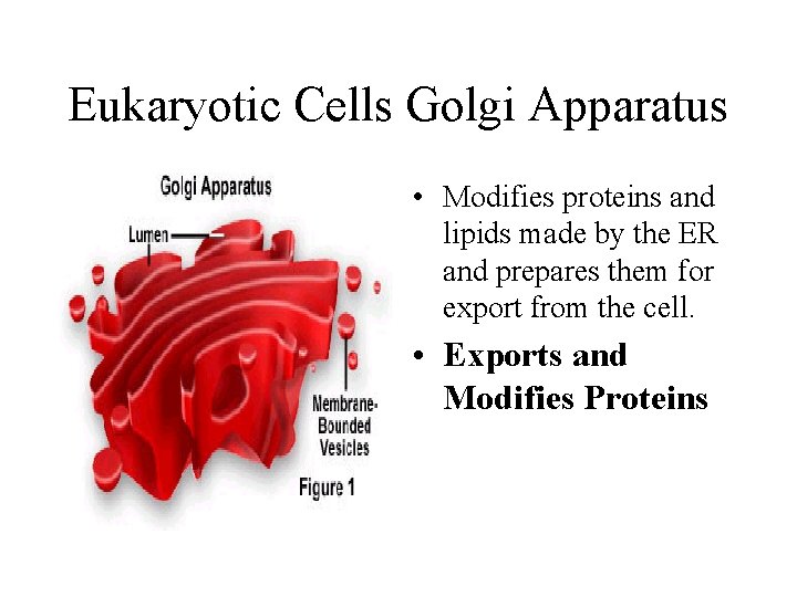 Eukaryotic Cells Golgi Apparatus • Modifies proteins and lipids made by the ER and Eukaryotic Cells Golgi Apparatus • Modifies proteins and lipids made by the ER and