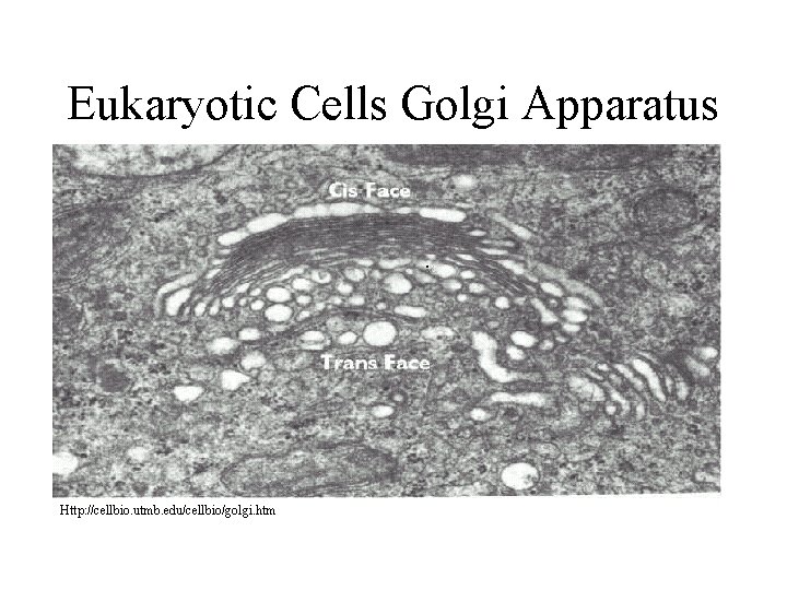 Eukaryotic Cells Golgi Apparatus Http: //cellbio. utmb. edu/cellbio/golgi. htm Eukaryotic Cells Golgi Apparatus Http: //cellbio. utmb. edu/cellbio/golgi. htm