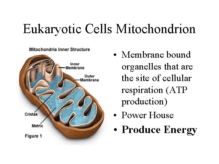 Eukaryotic Cells Mitochondrion • Membrane bound organelles that are the site of cellular respiration Eukaryotic Cells Mitochondrion • Membrane bound organelles that are the site of cellular respiration