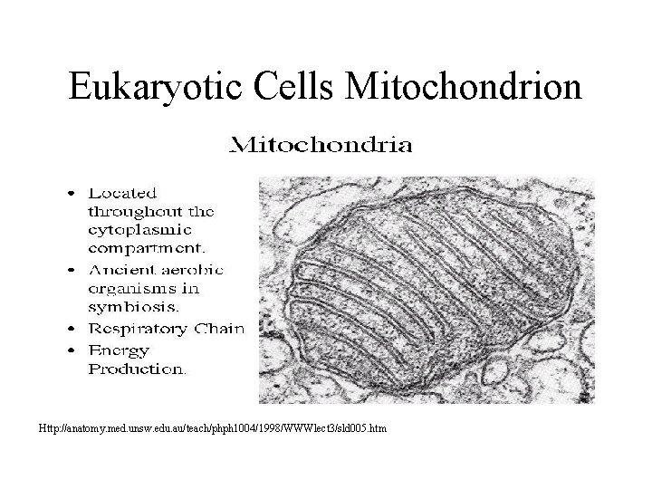 Eukaryotic Cells Mitochondrion Http: //anatomy. med. unsw. edu. au/teach/phph 1004/1998/WWWlect 3/sld 005. htm Eukaryotic Cells Mitochondrion Http: //anatomy. med. unsw. edu. au/teach/phph 1004/1998/WWWlect 3/sld 005. htm