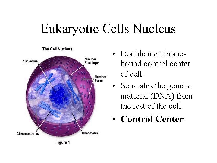 Eukaryotic Cells Nucleus • Double membranebound control center of cell. • Separates the genetic Eukaryotic Cells Nucleus • Double membranebound control center of cell. • Separates the genetic