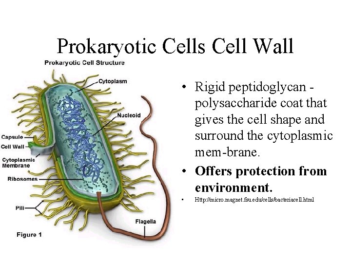 Prokaryotic Cells Cell Wall • Rigid peptidoglycan polysaccharide coat that gives the cell shape Prokaryotic Cells Cell Wall • Rigid peptidoglycan polysaccharide coat that gives the cell shape