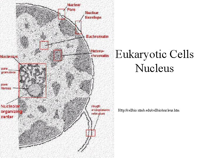Eukaryotic Cells Nucleus Http: //cellbio. utmb. edu/cellbio/nucleus. htm Eukaryotic Cells Nucleus Http: //cellbio. utmb. edu/cellbio/nucleus. htm