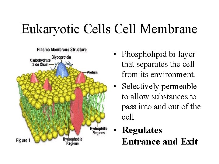 Eukaryotic Cells Cell Membrane • Phospholipid bi-layer that separates the cell from its environment. Eukaryotic Cells Cell Membrane • Phospholipid bi-layer that separates the cell from its environment.