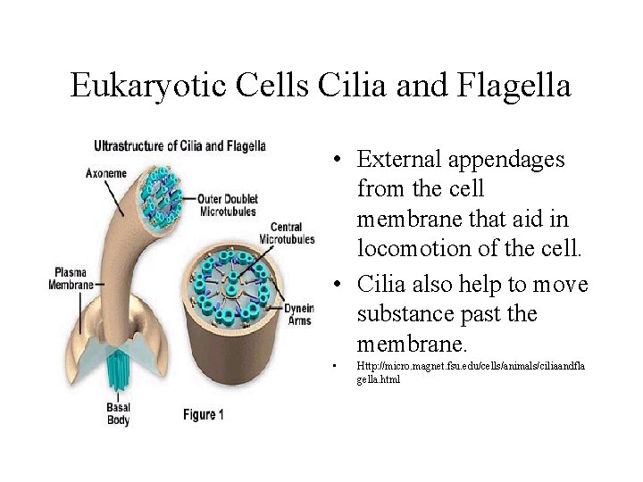 Eukaryotic Cells Cilia and Flagella • External appendages from the cell membrane that aid Eukaryotic Cells Cilia and Flagella • External appendages from the cell membrane that aid
