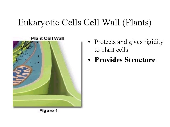 Eukaryotic Cells Cell Wall (Plants) • Protects and gives rigidity to plant cells • Eukaryotic Cells Cell Wall (Plants) • Protects and gives rigidity to plant cells •