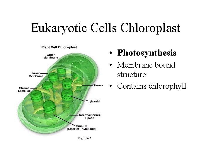 Eukaryotic Cells Chloroplast • Photosynthesis • Membrane bound structure. • Contains chlorophyll Eukaryotic Cells Chloroplast • Photosynthesis • Membrane bound structure. • Contains chlorophyll