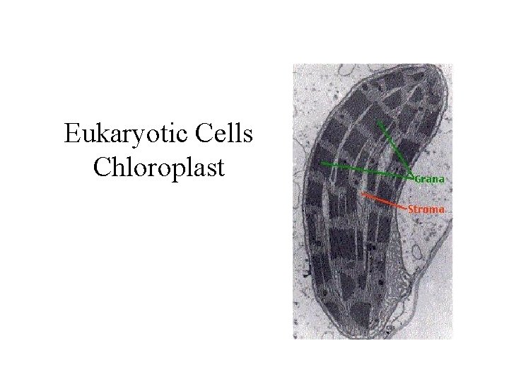 Eukaryotic Cells Chloroplast Eukaryotic Cells Chloroplast