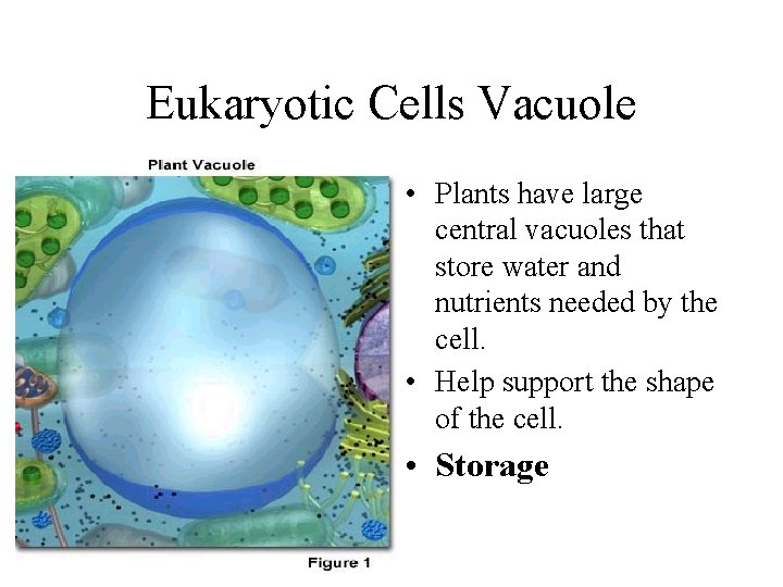 Eukaryotic Cells Vacuole • Plants have large central vacuoles that store water and nutrients Eukaryotic Cells Vacuole • Plants have large central vacuoles that store water and nutrients