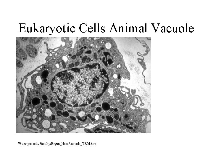 Eukaryotic Cells Animal Vacuole Www. puc. edu/Faculty/Bryan_Ness/vacuole_TEM. htm Eukaryotic Cells Animal Vacuole Www. puc. edu/Faculty/Bryan_Ness/vacuole_TEM. htm