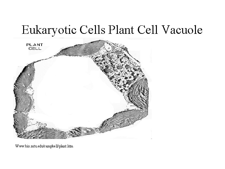 Eukaryotic Cells Plant Cell Vacuole Www. bio. mtu. edu/campbell/plant. htm Eukaryotic Cells Plant Cell Vacuole Www. bio. mtu. edu/campbell/plant. htm
