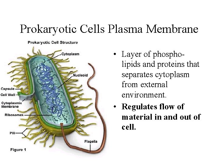 Prokaryotic Cells Plasma Membrane • Layer of phospholipids and proteins that separates cytoplasm from Prokaryotic Cells Plasma Membrane • Layer of phospholipids and proteins that separates cytoplasm from