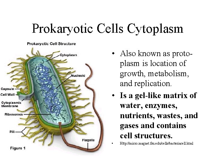 Prokaryotic Cells Cytoplasm • Also known as protoplasm is location of growth, metabolism, and Prokaryotic Cells Cytoplasm • Also known as protoplasm is location of growth, metabolism, and