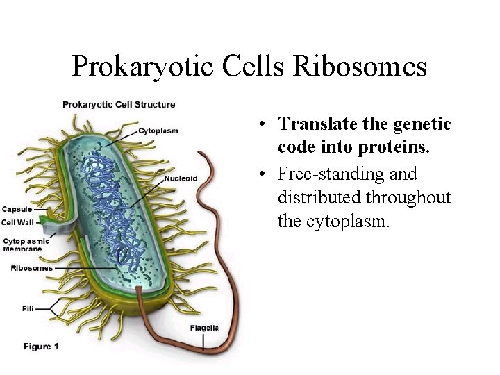 Prokaryotic Cells Ribosomes • Translate the genetic code into proteins. • Free-standing and distributed Prokaryotic Cells Ribosomes • Translate the genetic code into proteins. • Free-standing and distributed