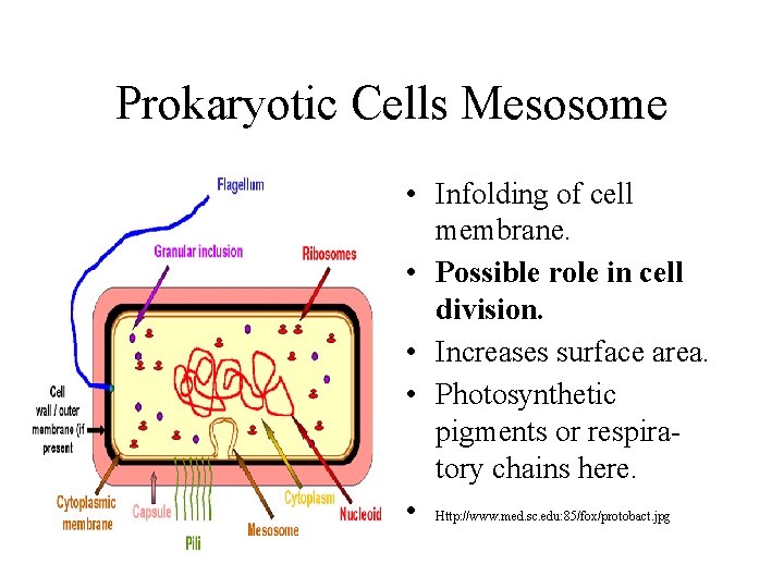 Prokaryotic Cells Mesosome • Infolding of cell membrane. • Possible role in cell division. Prokaryotic Cells Mesosome • Infolding of cell membrane. • Possible role in cell division.