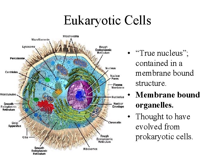 Eukaryotic Cells • “True nucleus”; contained in a membrane bound structure. • Membrane bound Eukaryotic Cells • “True nucleus”; contained in a membrane bound structure. • Membrane bound