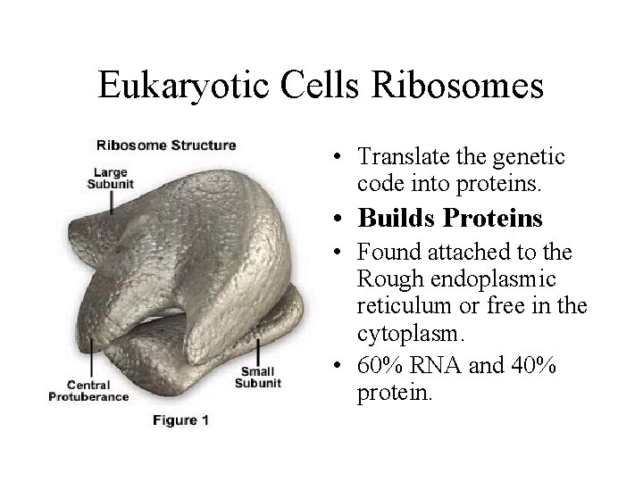 Eukaryotic Cells Ribosomes • Translate the genetic code into proteins. • Builds Proteins • Eukaryotic Cells Ribosomes • Translate the genetic code into proteins. • Builds Proteins •