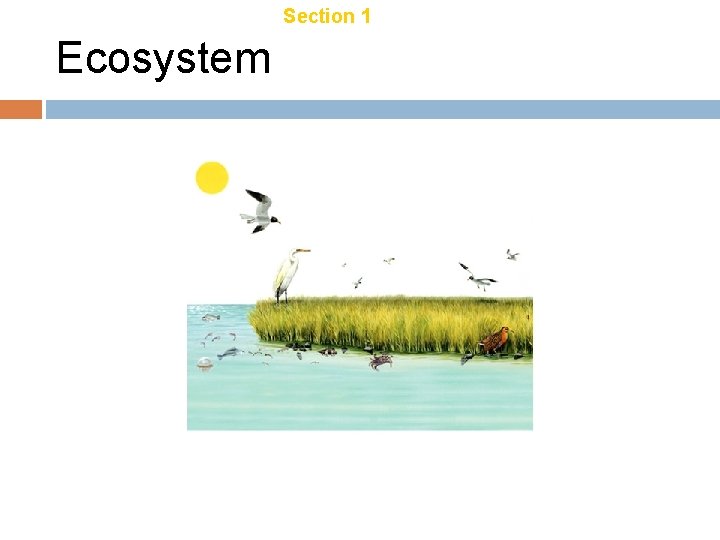 Chapter 18 Ecosystem Section 1 Introduction to Ecology Chapter 18 Ecosystem Section 1 Introduction to Ecology
