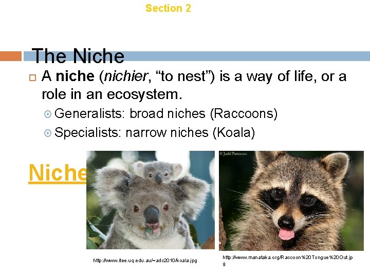 Chapter 18 Section 2 Ecology of Organisms The Niche A niche (nichier, “to nest”) Chapter 18 Section 2 Ecology of Organisms The Niche A niche (nichier, “to nest”)