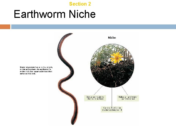 Chapter 18 Section 2 Ecology Of Organisms Earthworm Niche Chapter 18 Section 2 Ecology Of Organisms Earthworm Niche