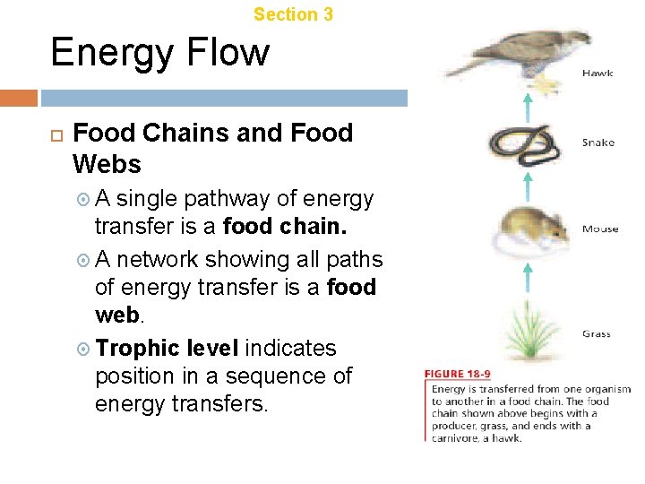 Chapter 18 Section 3 Energy Transfer Energy Flow Food Chains and Food Webs A Chapter 18 Section 3 Energy Transfer Energy Flow Food Chains and Food Webs A
