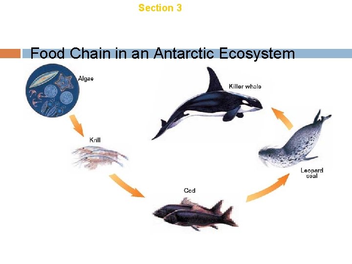 Chapter 18 Section 3 Energy Transfer Food Chain in an Antarctic Ecosystem Chapter 18 Section 3 Energy Transfer Food Chain in an Antarctic Ecosystem