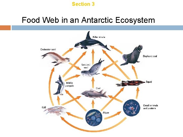 Chapter 18 Section 3 Energy Transfer Food Web in an Antarctic Ecosystem Chapter 18 Section 3 Energy Transfer Food Web in an Antarctic Ecosystem
