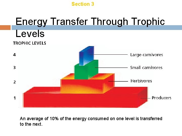 Chapter 18 Section 3 Energy Transfer Through Trophic Levels An average of 10% of Chapter 18 Section 3 Energy Transfer Through Trophic Levels An average of 10% of