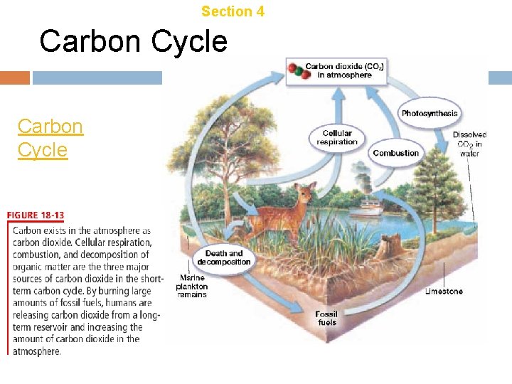 Chapter 18 Section 4 Ecosystem Recycling Carbon Cycle Chapter 18 Section 4 Ecosystem Recycling Carbon Cycle