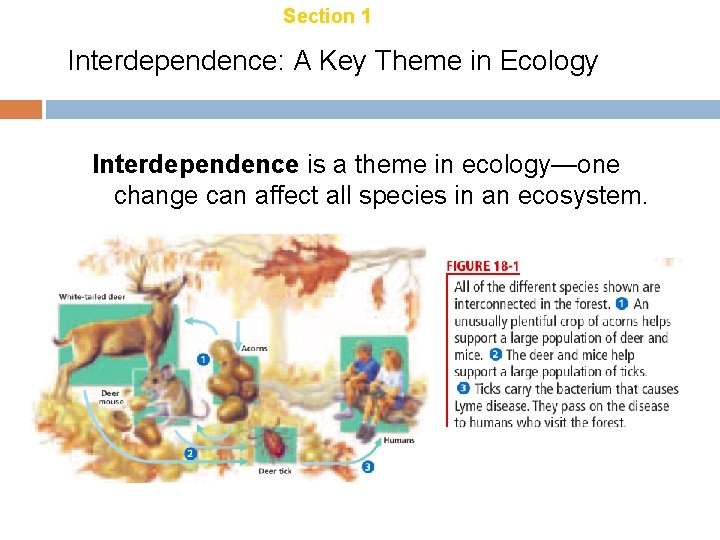 Section 1 Introduction to Ecology Chapter 18 Interdependence: A Key Theme in Ecology Interdependence Section 1 Introduction to Ecology Chapter 18 Interdependence: A Key Theme in Ecology Interdependence