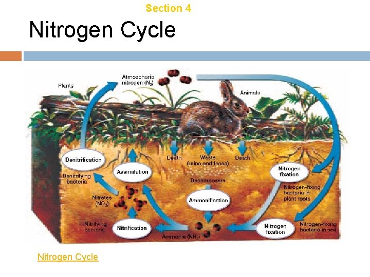 Chapter 18 Section 4 Ecosystem Recycling Nitrogen Cycle Chapter 18 Section 4 Ecosystem Recycling Nitrogen Cycle