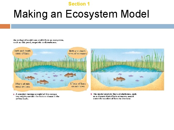 Chapter 18 Section 1 Introduction to Ecology Making an Ecosystem Model Chapter 18 Section 1 Introduction to Ecology Making an Ecosystem Model