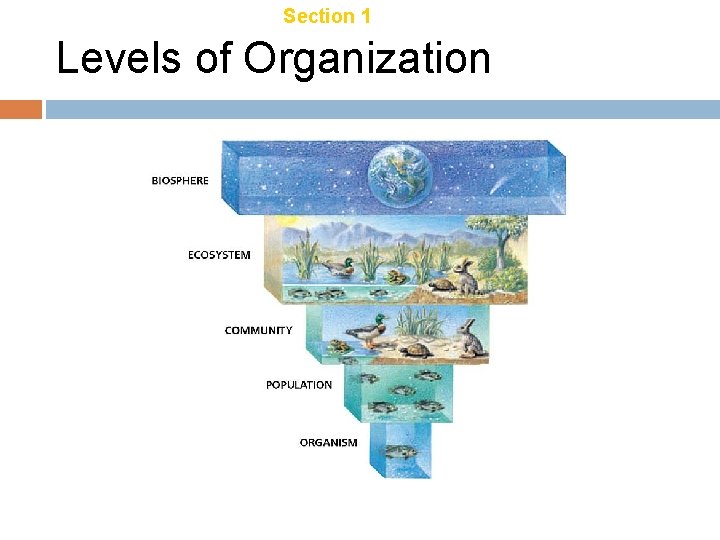 Chapter 18 Section 1 Introduction to Ecology Levels of Organization Chapter 18 Section 1 Introduction to Ecology Levels of Organization