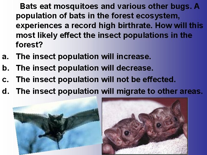  Bats eat mosquitoes and various other bugs. A population of bats in the