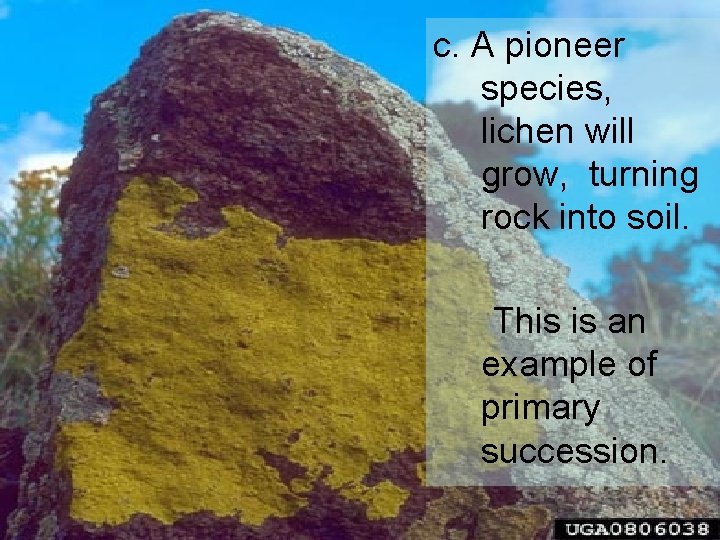 c. A pioneer species, lichen will grow, turning rock into soil. This is an