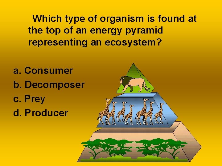  Which type of organism is found at the top of an energy pyramid