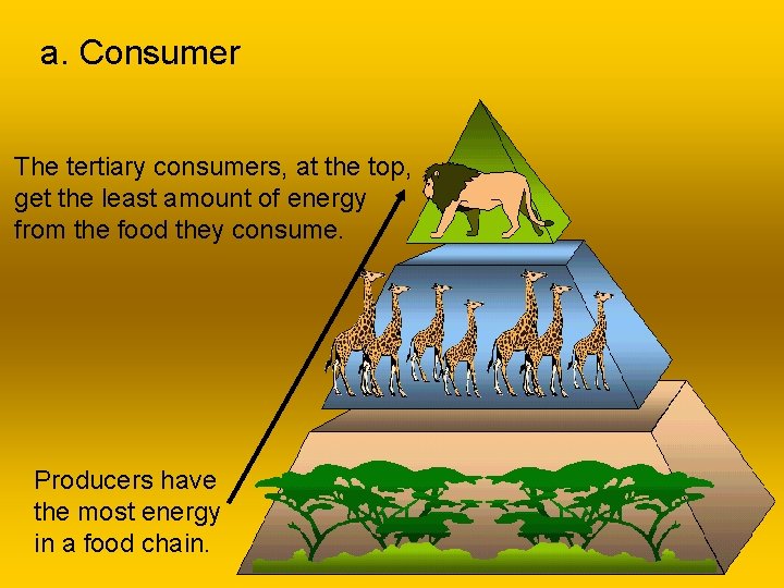 a. Consumer The tertiary consumers, at the top, get the least amount of energy