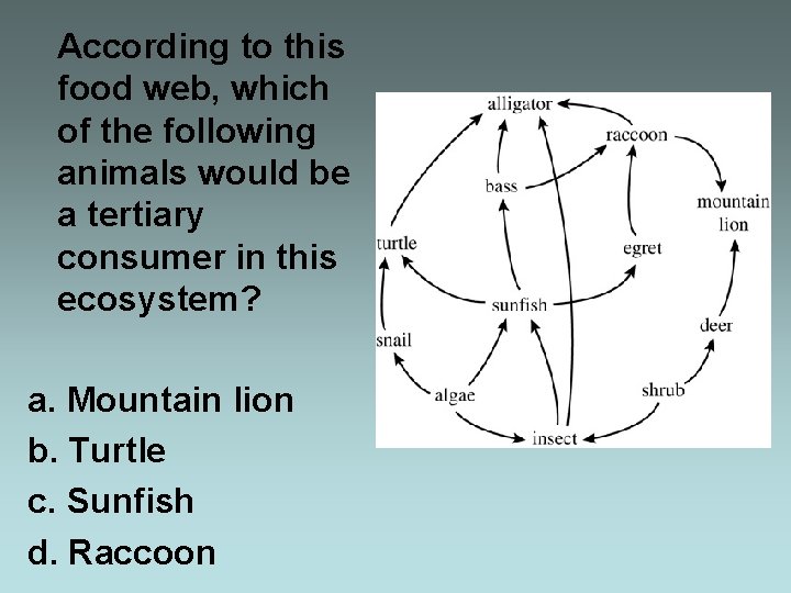  According to this food web, which of the following animals would be a