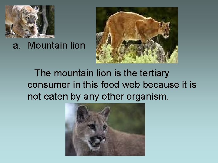 a. Mountain lion The mountain lion is the tertiary consumer in this food web