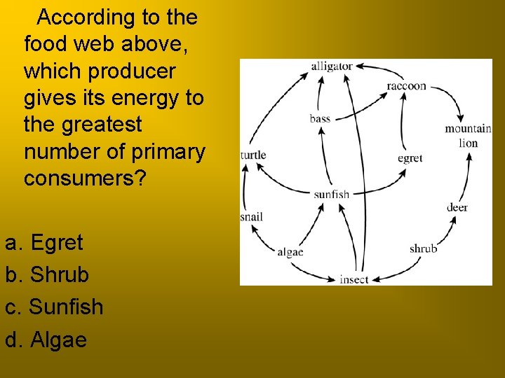  According to the food web above, which producer gives its energy to the