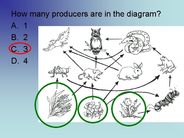 How many producers are in the diagram? A. 1 B. 2 C. 3 D.