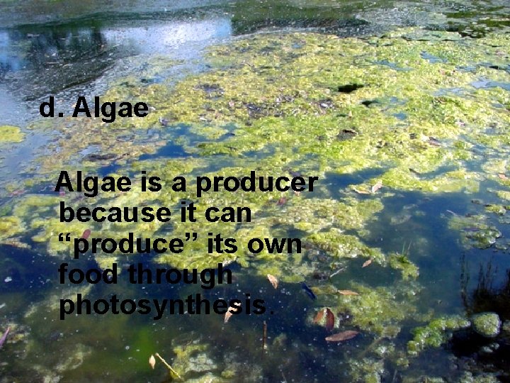 d. Algae is a producer because it can “produce” its own food through photosynthesis.